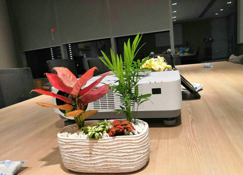 庭院植物搭配的基本原则
